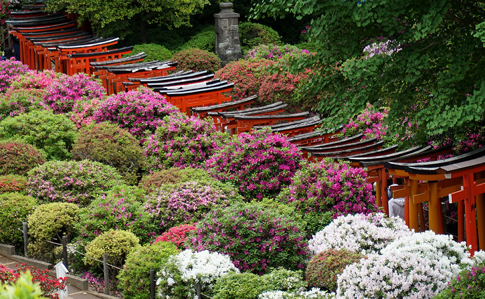 Azaleas and Gates in Tokyo Japan EnZed Design Helen Young