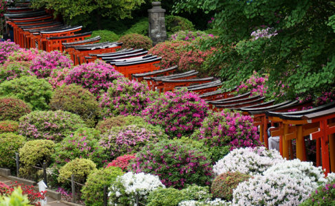 Azaleas and Gates in Japan